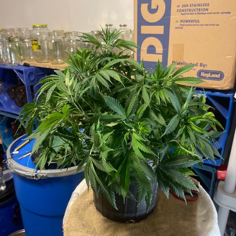 Auto Apples Bananas growlog timeline photo