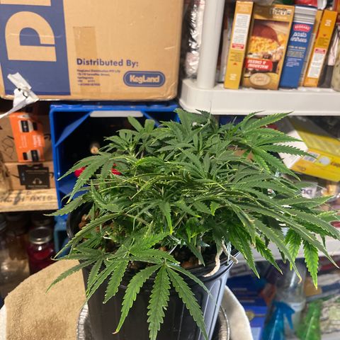 Auto Tutankhamen (King Tut) growlog timeline photo