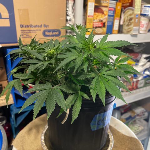 Auto Chem Cookies growlog timeline photo