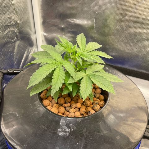 Auto Apples Bananas growlog timeline photo