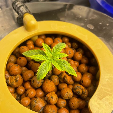 Auto Apples Bananas growlog photo: Hydroponics grow RDWC system with top feed. 