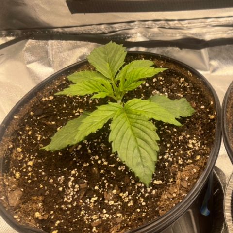 Auto Apples Bananas growlog timeline photo