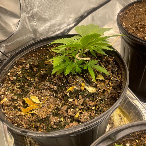 Auto Tutankhamen (King Tut) growlog timeline photo