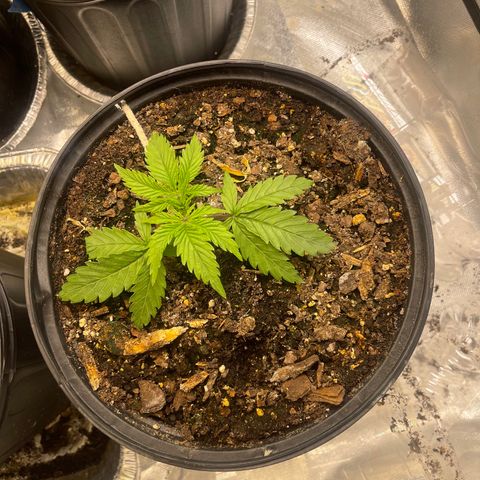 Auto Tutankhamen (King Tut) growlog timeline photo