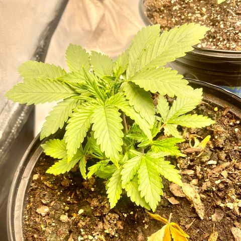Auto Tutankhamen (King Tut) growlog photo: LST