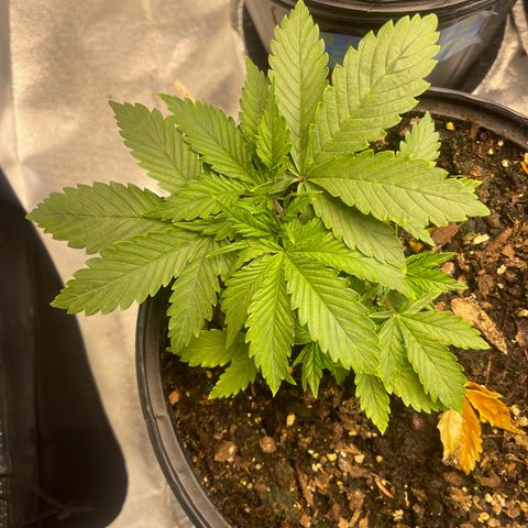 Auto Tutankhamen (King Tut) growlog photo: LST