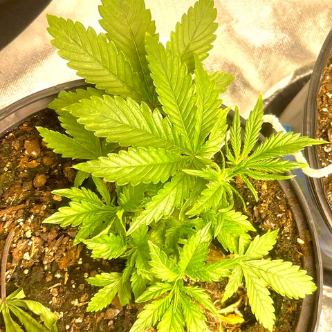 Auto Tutankhamen (King Tut) growlog timeline photo
