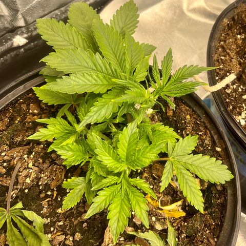 Auto Tutankhamen (King Tut) growlog timeline photo