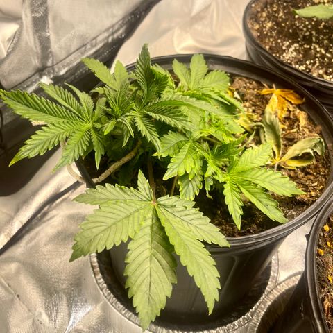 Auto Tutankhamen (King Tut) growlog timeline photo