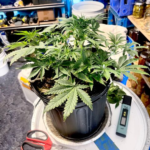 Auto Tutankhamen (King Tut) growlog timeline photo