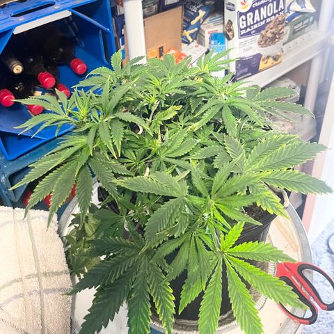 Auto Tutankhamen (King Tut) growlog photo:   Before trim