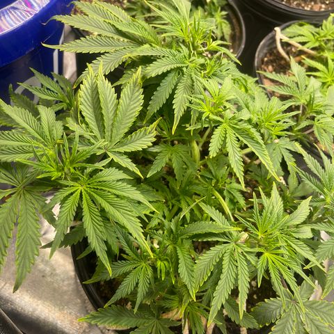 Auto Tutankhamen (King Tut) growlog timeline photo