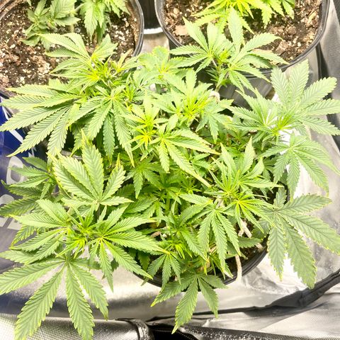 Auto Tutankhamen (King Tut) growlog timeline photo