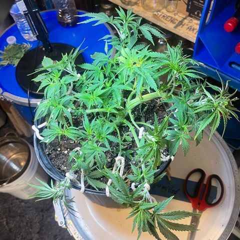 Auto Tutankhamen (King Tut) growlog timeline photo