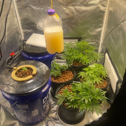 Auto Apples Bananas growlog photo:  Built RDWC system with top feed.  Very expandable. 
