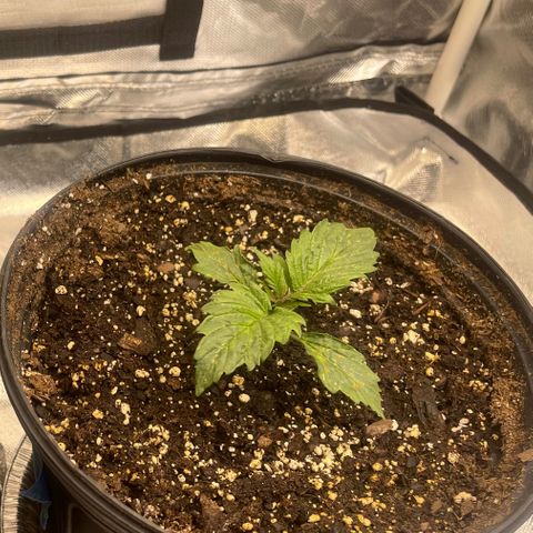 Auto Chem Cookies growlog timeline photo