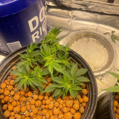 Auto Chem Cookies growlog timeline photo