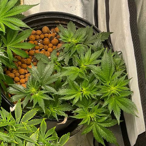 Auto Chem Cookies growlog timeline photo