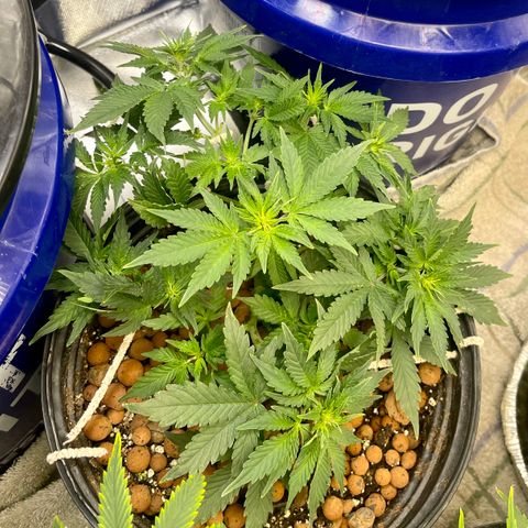 Auto Chem Cookies growlog timeline photo