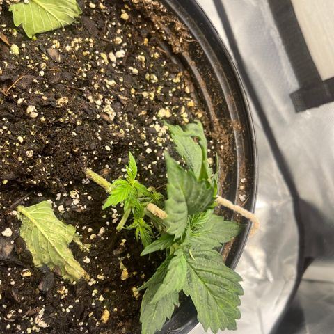 Auto Chem Cookies growlog timeline photo