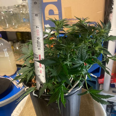 Auto Chem Cookies growlog timeline photo