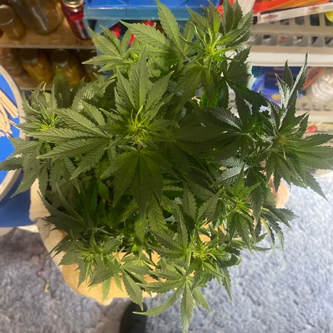 Auto Chem Cookies growlog timeline photo