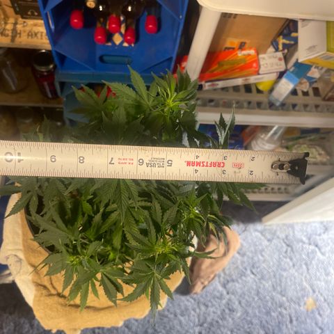 Auto Chem Cookies growlog timeline photo