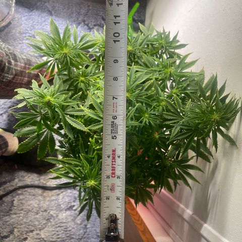 Auto Tutankhamen (King Tut) growlog timeline photo