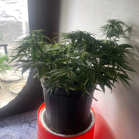 Auto Tutankhamen (King Tut) growlog timeline photo