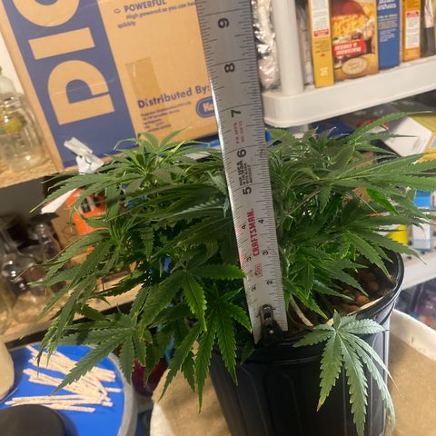 Auto Tutankhamen (King Tut) growlog timeline photo