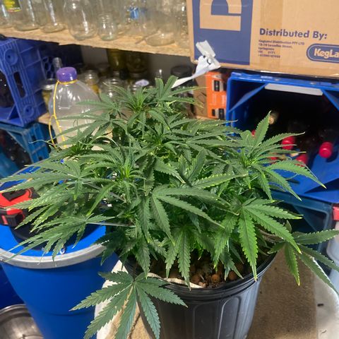 Auto Tutankhamen (King Tut) growlog timeline photo