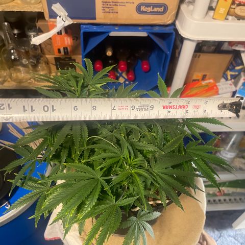 Auto Tutankhamen (King Tut) growlog timeline photo