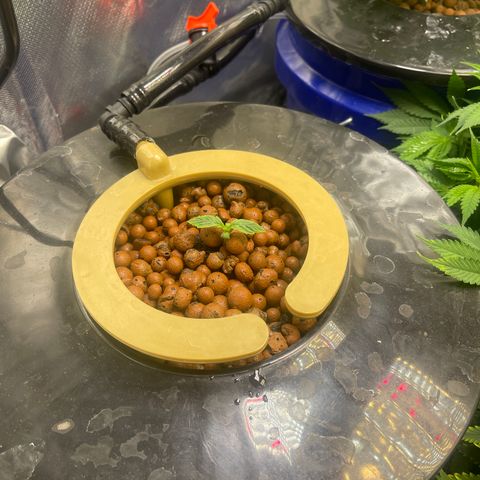 Auto Chem Cookies growlog timeline photo