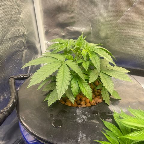 Auto Apples Bananas growlog timeline photo