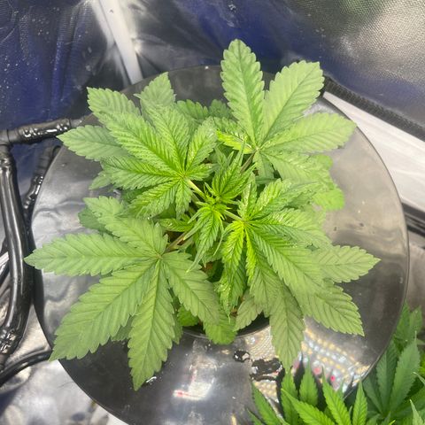 Auto Apples Bananas growlog timeline photo