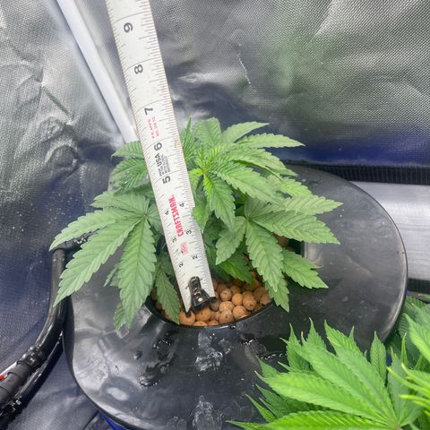 Auto Apples Bananas growlog timeline photo