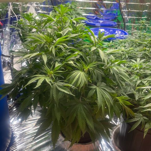 Auto Apples Bananas growlog timeline photo