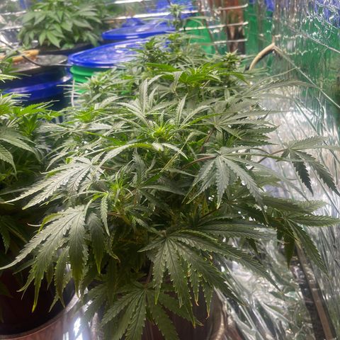Auto Tutankhamen (King Tut) growlog photo: Expanded grow room