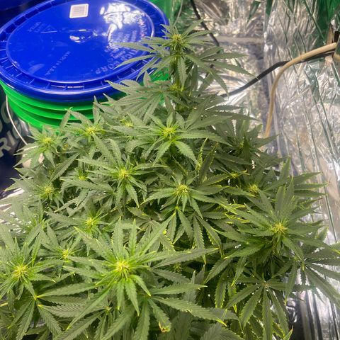 Auto Tutankhamen (King Tut) growlog photo: Expanded grow room