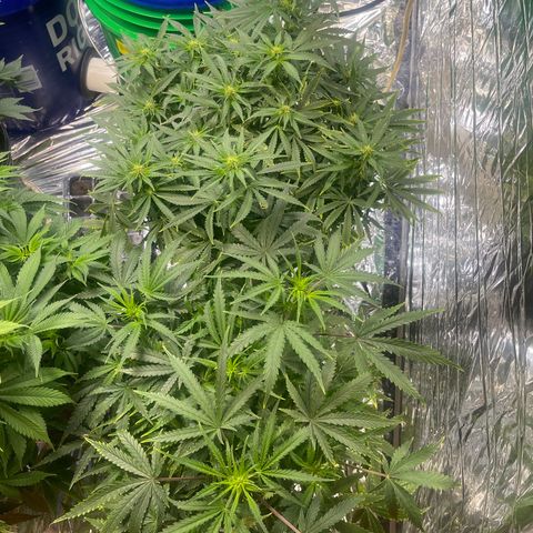 Auto Tutankhamen (King Tut) growlog photo: Expanded grow room