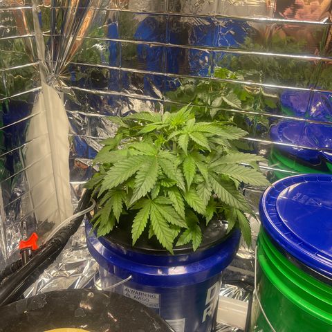 Auto Apples Bananas growlog photo: Expanded grow room