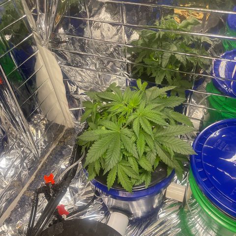 Auto Apples Bananas growlog photo: Expanded grow room