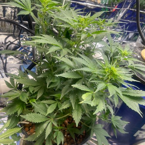 Auto Chem Cookies growlog photo: Expanded grow room
