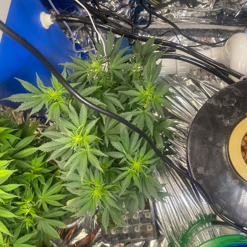 Auto Chem Cookies growlog photo: Expanded grow room