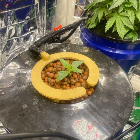 Auto Chem Cookies growlog timeline photo