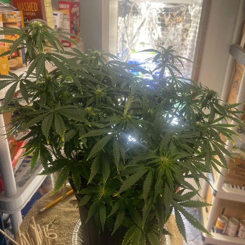 Auto Tutankhamen (King Tut) growlog timeline photo