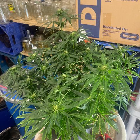 Auto Tutankhamen (King Tut) growlog timeline photo