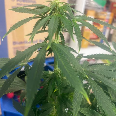 Auto Tutankhamen (King Tut) growlog timeline photo
