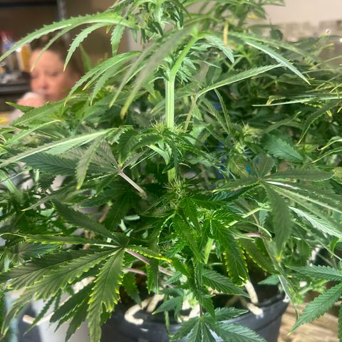 Auto Tutankhamen (King Tut) growlog timeline photo