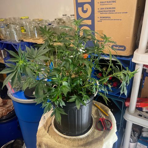 Auto Chem Cookies growlog timeline photo